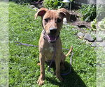 Small #7 Labrador Retriever Mix