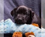 Small #1 Labrador Retriever Mix
