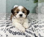 Image preview for Ad Listing. Nickname: Sammy