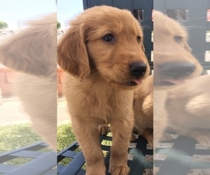 Golden Retriever Puppy for sale in SANTA ANA, CA, USA