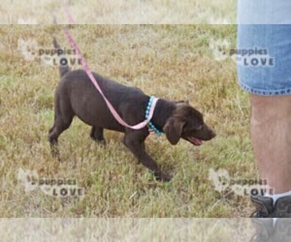 Full screen Photo #6 Labrador Retriever Puppy For Sale in SANGER, TX, USA