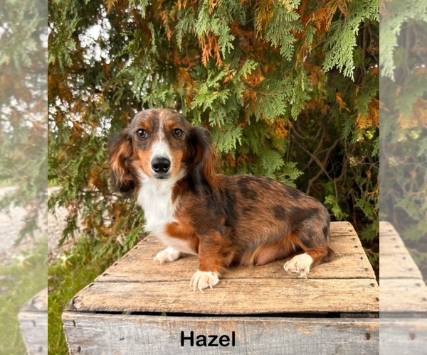 Medium Photo #1 Dachshund Puppy For Sale in MIDDLEBURY, IN, USA