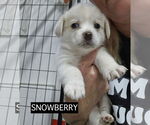 Small #5 Chihuahua