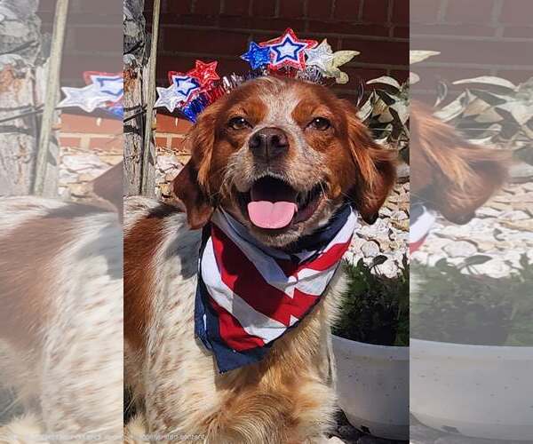 Medium Photo #3 - Mix Puppy For Sale in Curwensville, PA, USA
