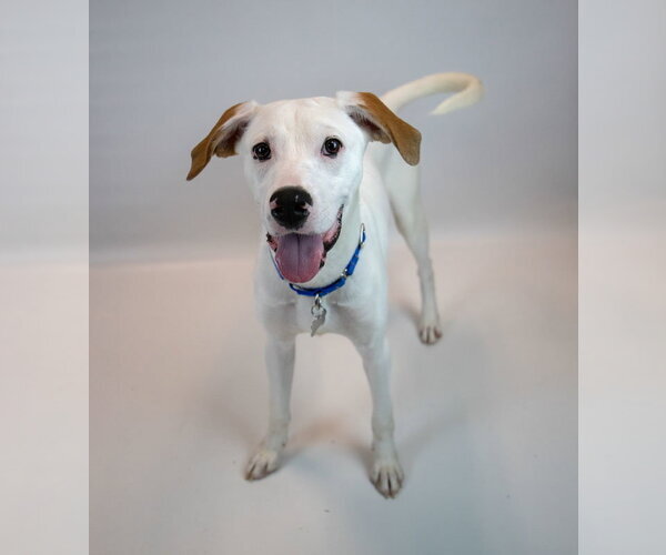 Medium Photo #5 American Bulldog-Unknown Mix Puppy For Sale in Kennesaw, GA, USA