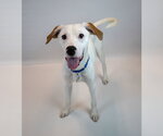 Small #4 American Bulldog Mix
