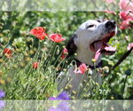 Small #7 Dalmatian-Great Dane Mix