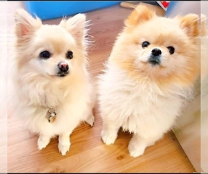 Father of the Pomeranian puppies born on 09/29/2022