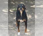 Small Rottweiler Mix