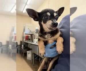 Chihuahua Dogs for adoption in Chula Vista, CA, USA