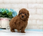 Small Photo #6 Poodle (Miniature) Puppy For Sale in LOS ANGELES, CA, USA