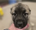 Small #2 Alaskan Malamute-Mastiff Mix