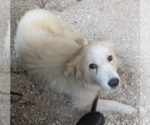 Small #3 Great Pyrenees Mix