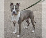 Small #3 American Staffordshire Terrier