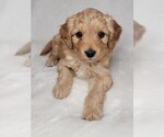 Puppy 6 Goldendoodle (Miniature)