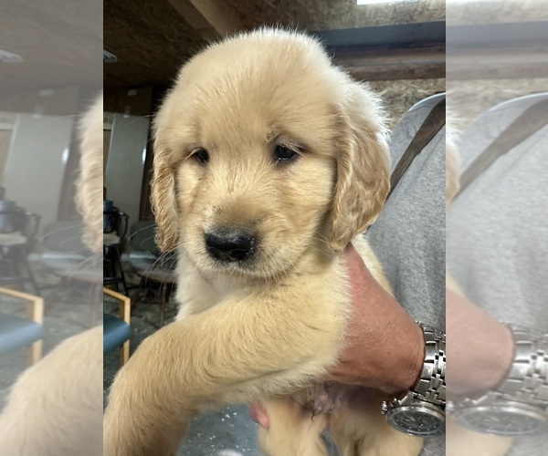 Medium Photo #3 Golden Retriever Puppy For Sale in WATERBURY, VT, USA