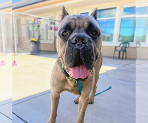 Mastiff Dogs for adoption in Goodyear, AZ, USA