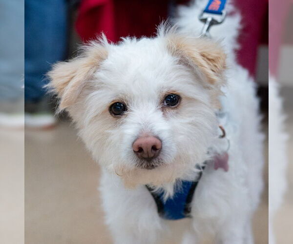 Medium Photo #1 Mutt Puppy For Sale in Mundelein, IL, USA