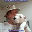 Small Photo #122 Dogo Argentino Puppy For Sale in PINEVILLE, MO, USA