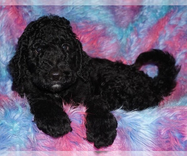 Medium Photo #1 Labradoodle Puppy For Sale in LA HABRA, CA, USA