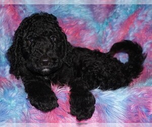 Labradoodle Puppy for sale in LA HABRA, CA, USA