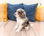 Small #2 Cavapoo (Miniature)