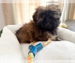 Small Photo #4 Shih Tzu Puppy For Sale in ASHBURNHAM, MA, USA
