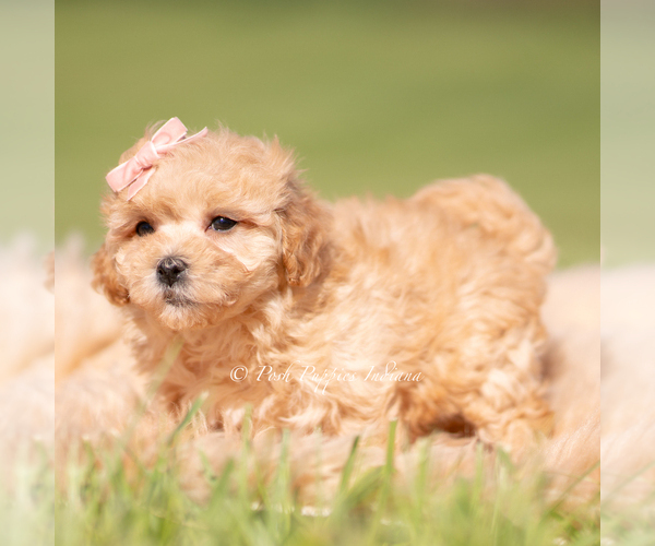 Medium Photo #3 Maltipoo (Miniature) Puppy For Sale in WARSAW, IN, USA