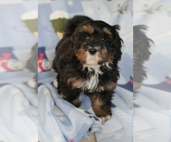 Medium Photo #6 Bernedoodle (Miniature) Puppy For Sale in MILWAUKEE, WI, USA