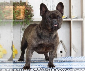 French Bulldog Puppy for sale in FREDERICKSBURG, OH, USA
