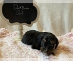 Small Photo #4 Bernedoodle Puppy For Sale in HARROGATE, TN, USA