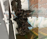 Small #7 America Bandogge Mastiff-Cane Corso Mix