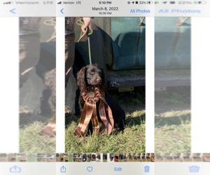 Father of the Boykin Spaniel puppies born on 09/14/2023