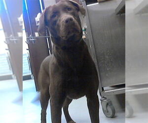 Labrador Retriever Dogs for adoption in Fayetteville, NC, USA