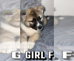 Small Photo #2 Akita-Alaskan Husky Mix Puppy For Sale in LEXINGTON, KY, USA