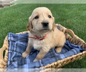 Golden Retriever Puppy for sale in GREENWD, IN, USA