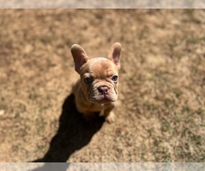 French Bulldog Puppy for sale in JEFFERSON, GA, USA