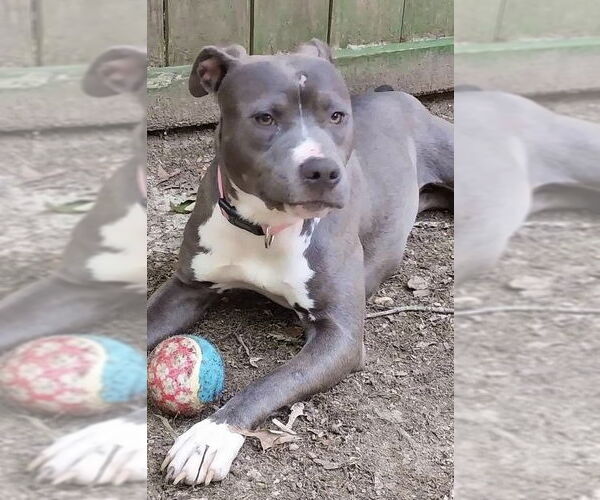 Medium Photo #4 American Pit Bull Terrier-Unknown Mix Puppy For Sale in Wesley Chapel, SC, USA