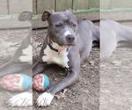 Small #3 American Pit Bull Terrier Mix