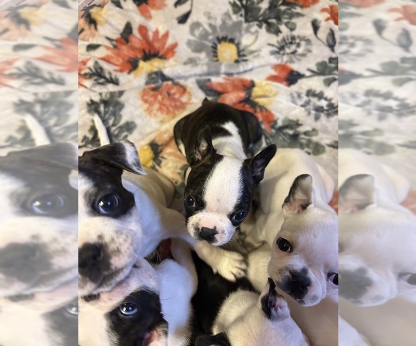 Medium Photo #7 Boston Terrier Puppy For Sale in MOUNT ORAB, OH, USA
