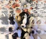 Small Photo #7 Boston Terrier Puppy For Sale in MOUNT ORAB, OH, USA