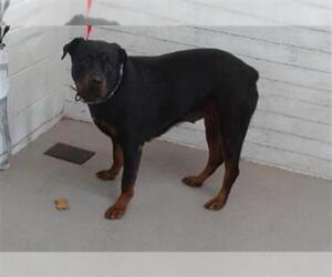 Rottweiler Dogs for adoption in San Bernardino, CA, USA