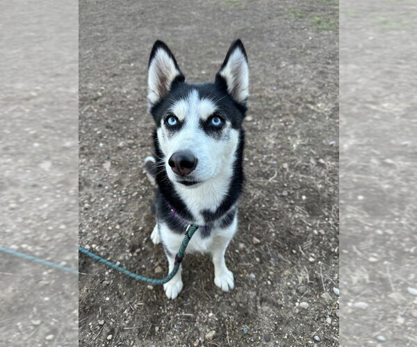 Medium Photo #4 Siberian Husky-Unknown Mix Puppy For Sale in South Bend, IN, USA