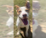 Small American Pit Bull Terrier-Huskies Mix
