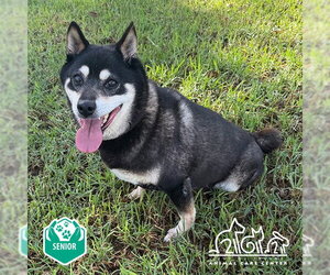 Shiba Inu-Unknown Mix Dogs for adoption in Irvine, CA, USA
