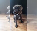Small #4 Great Pyrenees Mix