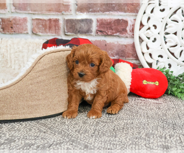 Medium Photo #4 Cavapoo (Miniature) Puppy For Sale in SYRACUSE, IN, USA