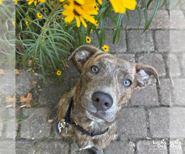 Medium Photo #16 Boxer-Unknown Mix Puppy For Sale in Washington, DC, USA