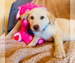 Small Labrador Retriever Mix