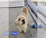Small #1 Poodle (Miniature) Mix